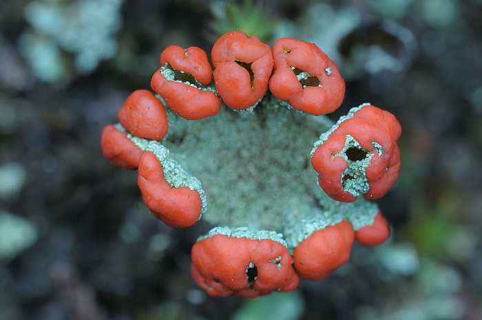 Rotfruchtige Becherflechte, Cladonia coccifera