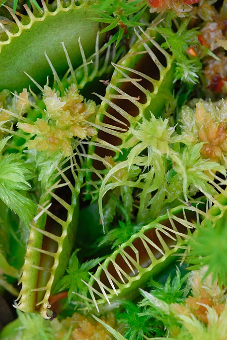 Venusfliegenfalle, Dionaea muscipula