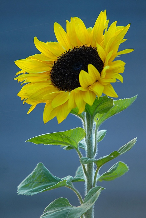 Sonnenblumen,  Helianthus