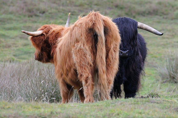 Schottisches Hochlandrind,  Highland Cattle
