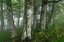 Übersichtsbild der Kategorie Bäume im Sommer