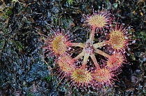 Rundblättriger Sonnentau, Drosera rotundifolia
