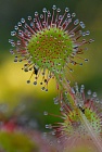 Rundblättriger Sonnentau, Drosera rotundifolia