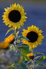 Sonnenblume,  Helianthus
