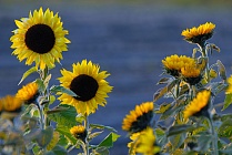 Sonnenblumen,  Helianthus