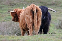 Schottisches Hochlandrind,  Highland Cattle