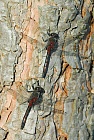 Nordische Moosjungfer, Leucorrhinia rubicunda