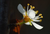 Schlehe, Prunus spinosa