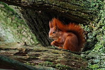 Eichhörnchen, Sciurus vulgaris