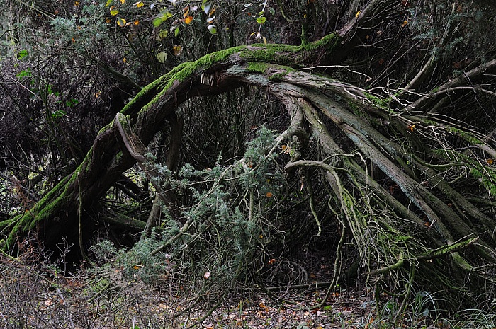 Gemeiner Wacholder, Juniperus communis